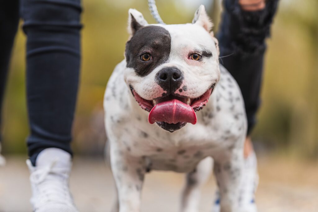Lesiones por mordedura de perros en Estados Unidos