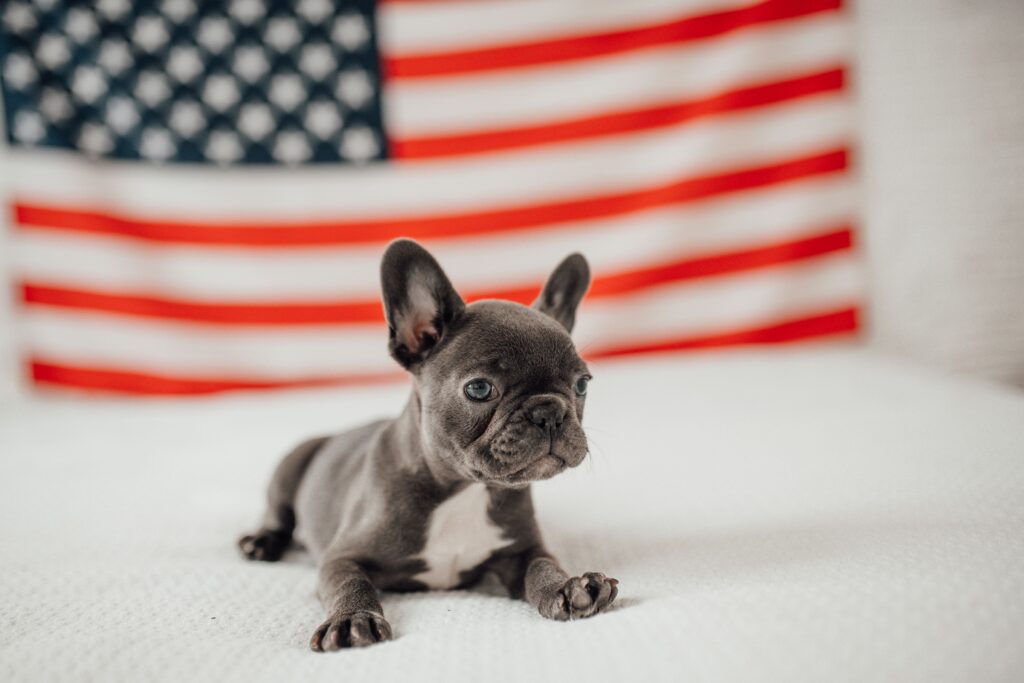 Cómo entrar a Estados Unidos con tu mascota